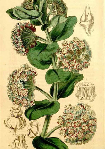 Reproducción/Reproduction 35120666031: Curtis's botanical magazine.. London ; New York [etc.] :Academic Press [etc.]