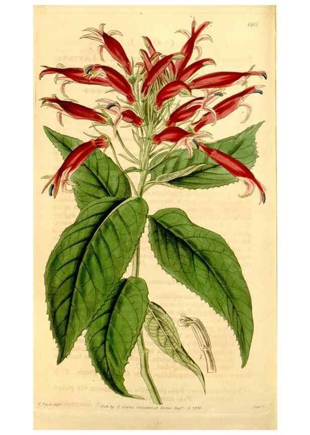 Reproducción/Reproduction 35250348945: Curtis's botanical magazine.. London ; New York [etc.] :Academic Press [etc.]