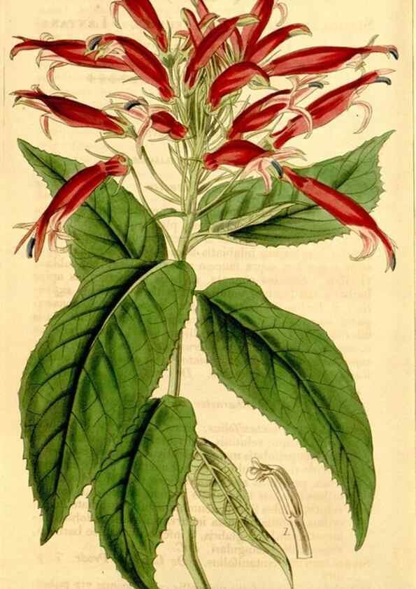 Reproducción/Reproduction 35250348945: Curtis's botanical magazine.. London ; New York [etc.] :Academic Press [etc.]
