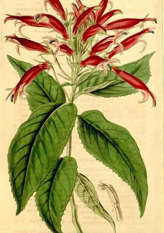 Reproducción/Reproduction 35250348945: Curtis's botanical magazine.. London ; New York [etc.] :Academic Press [etc.]