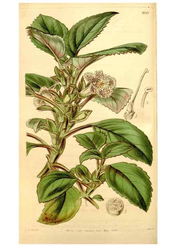 Reproducción/Reproduction 35120639011: Curtis's botanical magazine.. London ; New York [etc.] :Academic Press [etc.]