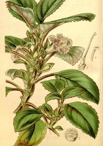 Reproducción/Reproduction 35120639011: Curtis's botanical magazine.. London ; New York [etc.] :Academic Press [etc.]
