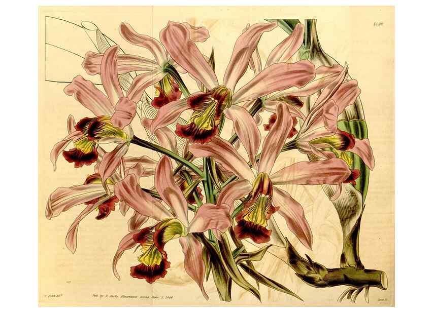 Reproducción/Reproduction 35120641341: Curtis's botanical magazine.. London ; New York [etc.] :Academic Press [etc.]