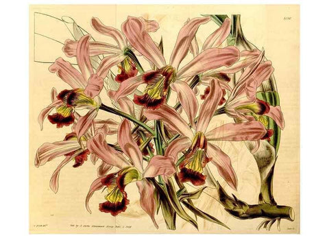 Reproducción/Reproduction 35120641341: Curtis's botanical magazine.. London ; New York [etc.] :Academic Press [etc.]