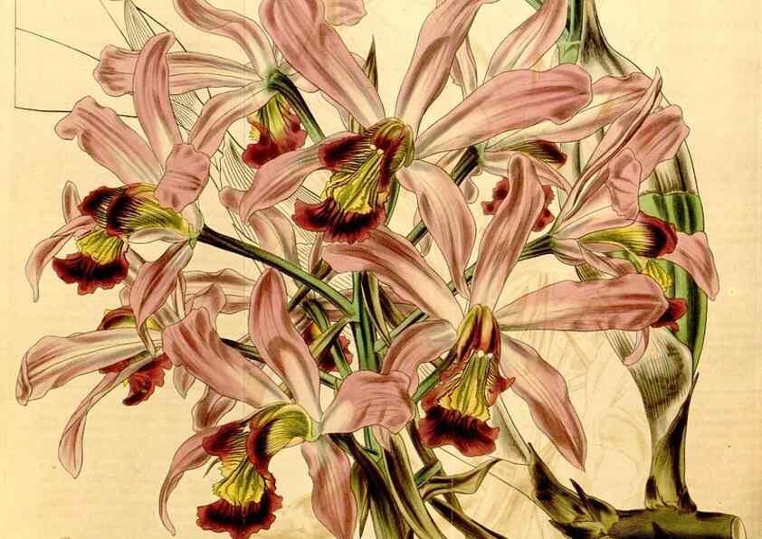 Reproducción/Reproduction 35120641341: Curtis's botanical magazine.. London ; New York [etc.] :Academic Press [etc.]