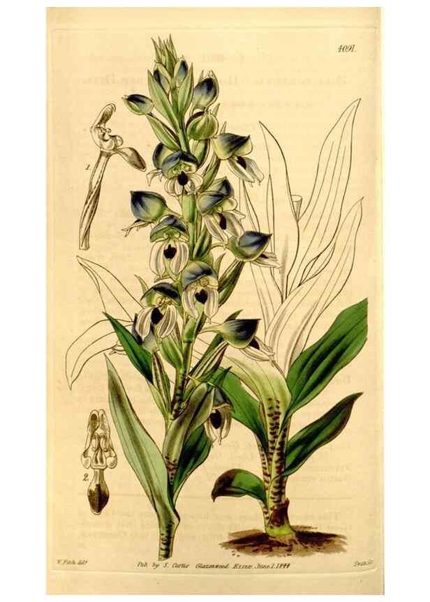 Reproducción/Reproduction 35120643931: Curtis's botanical magazine.. London ; New York [etc.] :Academic Press [etc.]