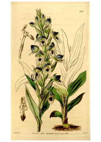Reproducción/Reproduction 35120643931: Curtis's botanical magazine.. London ; New York [etc.] :Academic Press [etc.]