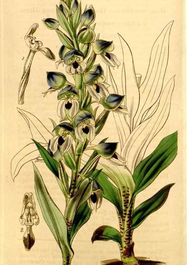 Reproducción/Reproduction 35120643931: Curtis's botanical magazine.. London ; New York [etc.] :Academic Press [etc.]