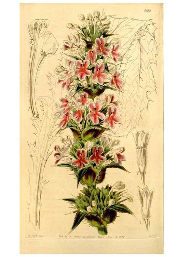 Reproducción/Reproduction 34406452174: Curtis's botanical magazine.. London ; New York [etc.] :Academic Press [etc.]