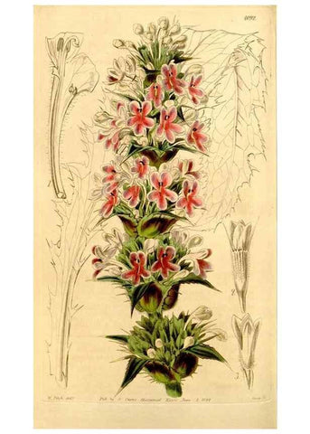 Reproducción/Reproduction 34406452174: Curtis's botanical magazine.. London ; New York [etc.] :Academic Press [etc.]