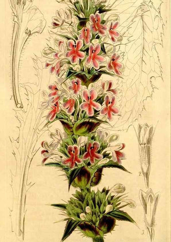 Reproducción/Reproduction 34406452174: Curtis's botanical magazine.. London ; New York [etc.] :Academic Press [etc.]