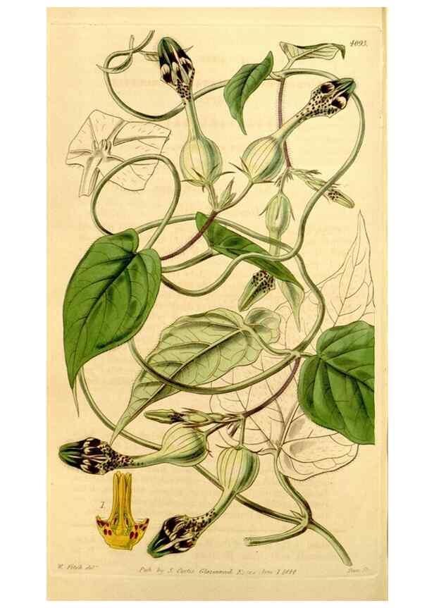 Reproducción/Reproduction 34441431913: Curtis's botanical magazine.. London ; New York [etc.] :Academic Press [etc.]