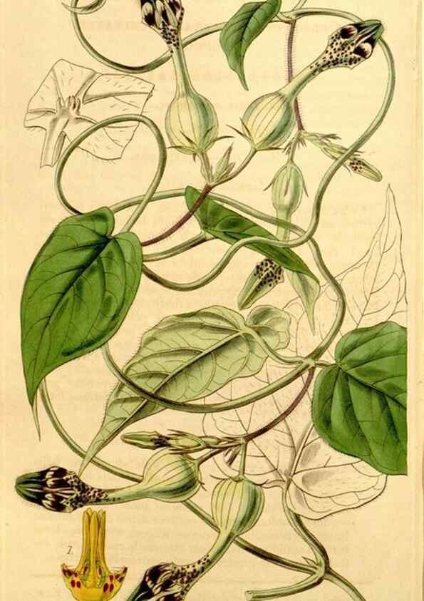 Reproducción/Reproduction 34441431913: Curtis's botanical magazine.. London ; New York [etc.] :Academic Press [etc.]