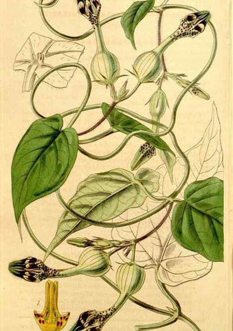 Reproducción/Reproduction 34441431913: Curtis's botanical magazine.. London ; New York [etc.] :Academic Press [etc.]