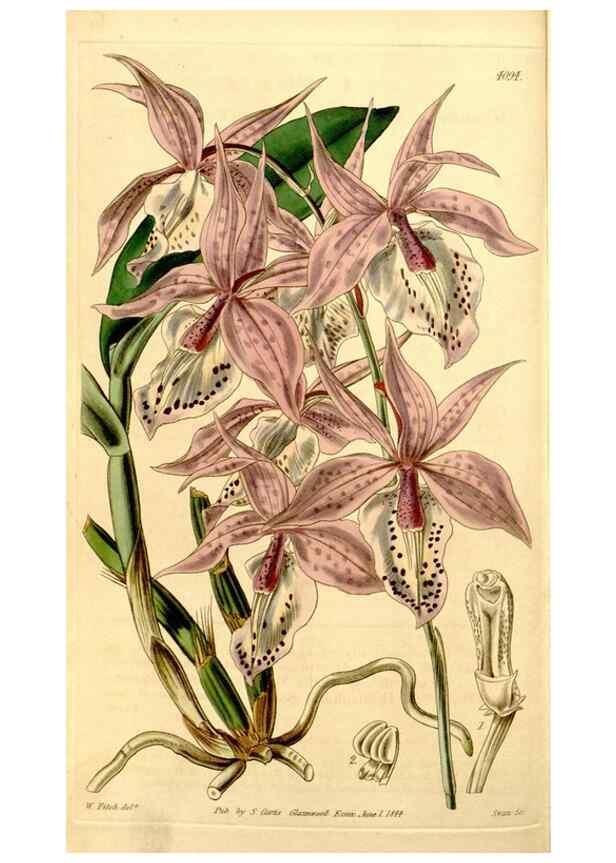 Reproducción/Reproduction 34863295040: Curtis's botanical magazine.. London ; New York [etc.] :Academic Press [etc.]