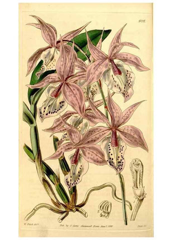 Reproducción/Reproduction 34863295040: Curtis's botanical magazine.. London ; New York [etc.] :Academic Press [etc.]