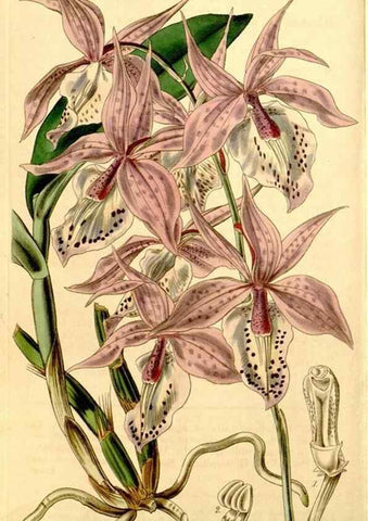 Reproducción/Reproduction 34863295040: Curtis's botanical magazine.. London ; New York [etc.] :Academic Press [etc.]
