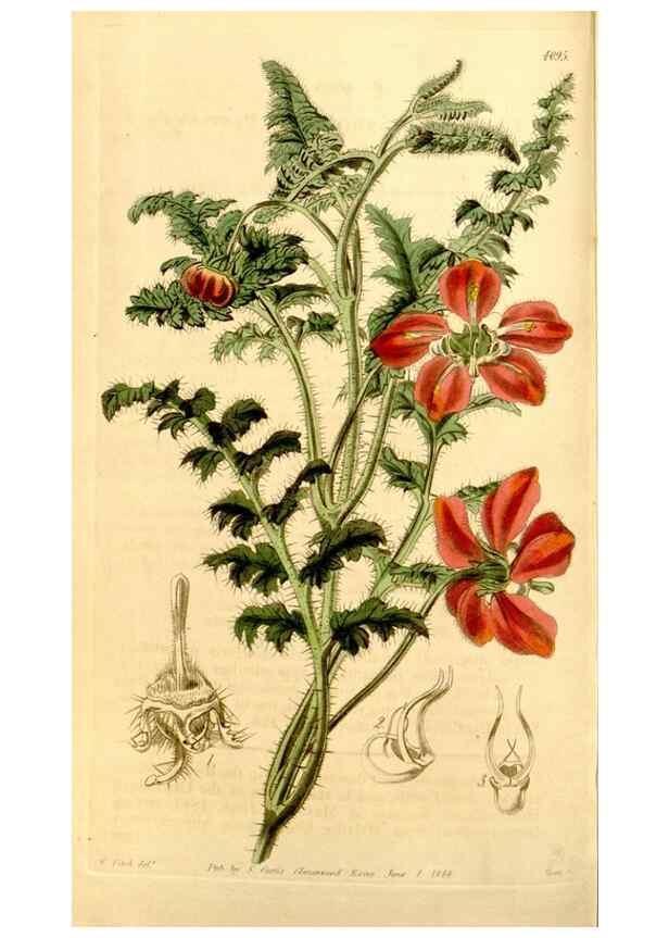 Reproducción/Reproduction 34863298070: Curtis's botanical magazine.. London ; New York [etc.] :Academic Press [etc.]