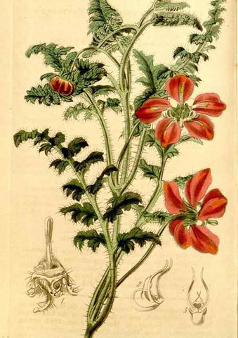 Reproducción/Reproduction 34863298070: Curtis's botanical magazine.. London ; New York [etc.] :Academic Press [etc.]