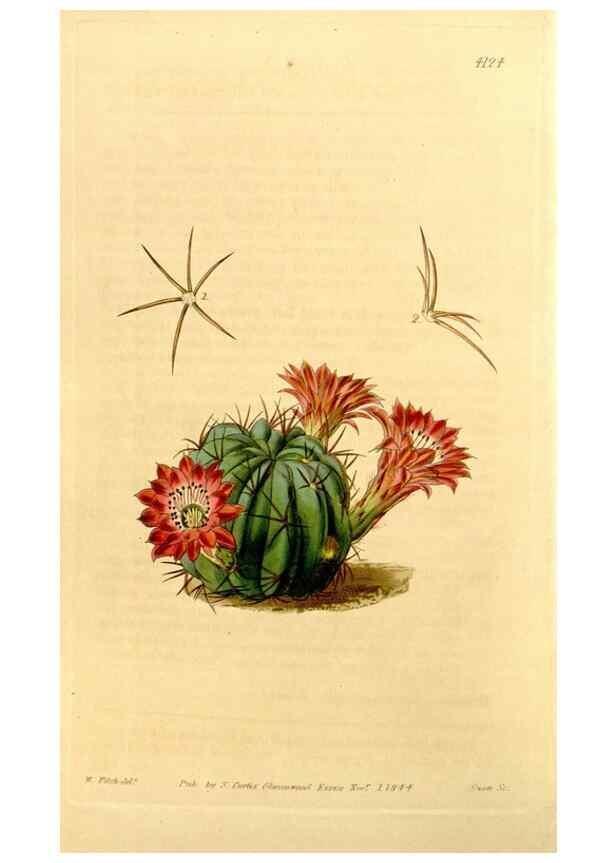 Reproducción/Reproduction 35120734371: Curtis's botanical magazine.. London ; New York [etc.] :Academic Press [etc.]