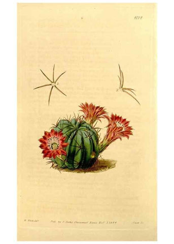 Reproducción/Reproduction 35120734371: Curtis's botanical magazine.. London ; New York [etc.] :Academic Press [etc.]