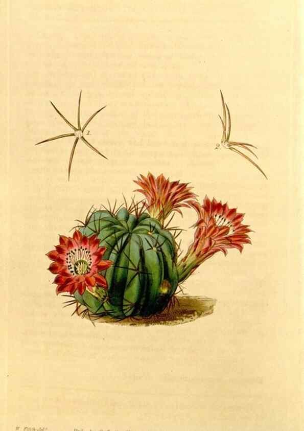 Reproducción/Reproduction 35120734371: Curtis's botanical magazine.. London ; New York [etc.] :Academic Press [etc.]