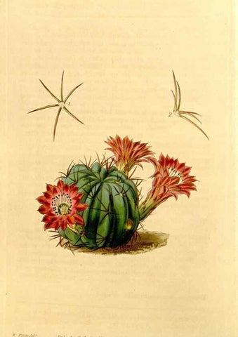 Reproducción/Reproduction 35120734371: Curtis's botanical magazine.. London ; New York [etc.] :Academic Press [etc.]