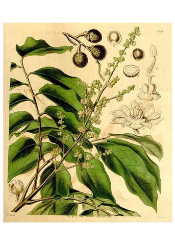 Reproducción/Reproduction 34441440353: Curtis's botanical magazine.. London ; New York [etc.] :Academic Press [etc.]