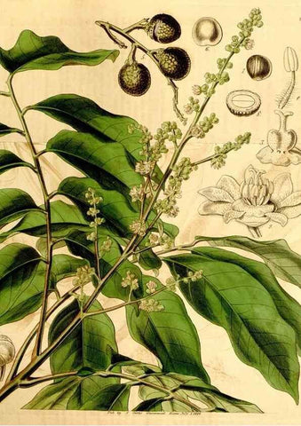 Reproducción/Reproduction 34441440353: Curtis's botanical magazine.. London ; New York [etc.] :Academic Press [etc.]