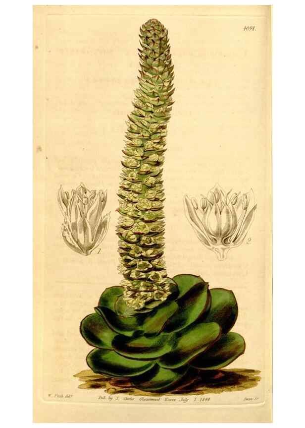 Reproducción/Reproduction 34441448283: Curtis's botanical magazine.. London ; New York [etc.] :Academic Press [etc.]