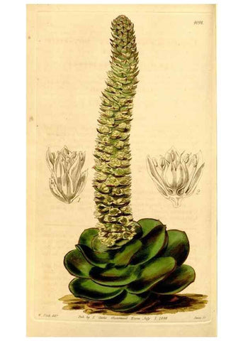 Reproducción/Reproduction 34441448283: Curtis's botanical magazine.. London ; New York [etc.] :Academic Press [etc.]