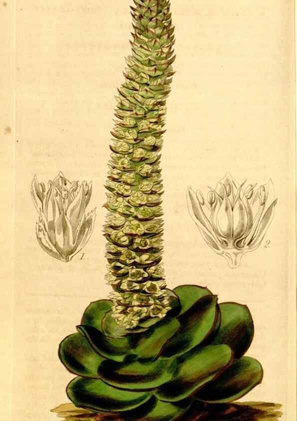 Reproducción/Reproduction 34441448283: Curtis's botanical magazine.. London ; New York [etc.] :Academic Press [etc.]