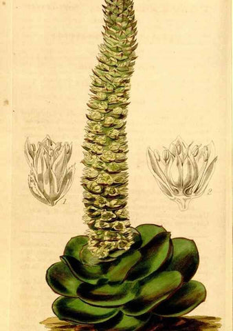 Reproducción/Reproduction 34441448283: Curtis's botanical magazine.. London ; New York [etc.] :Academic Press [etc.]