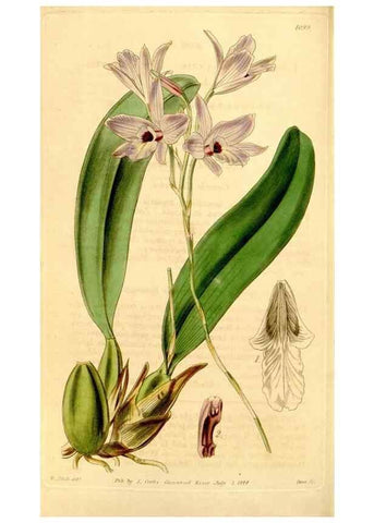 Reproducción/Reproduction 35210553056: Curtis's botanical magazine.. London ; New York [etc.] :Academic Press [etc.]
