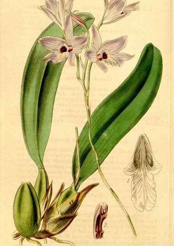 Reproducción/Reproduction 35210553056: Curtis's botanical magazine.. London ; New York [etc.] :Academic Press [etc.]