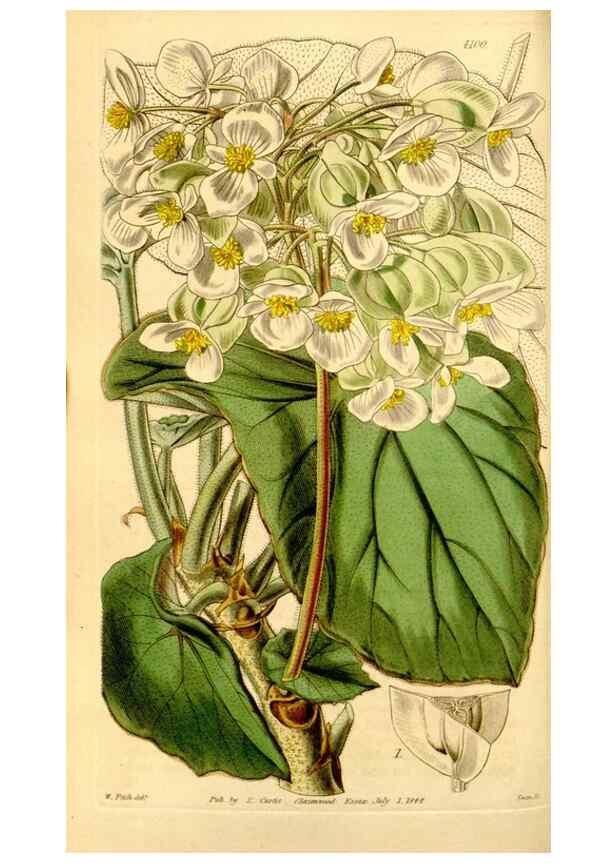 Reproducción/Reproduction 35210556376: Curtis's botanical magazine.. London ; New York [etc.] :Academic Press [etc.]