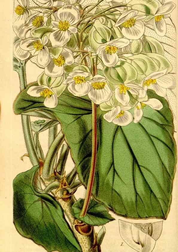 Reproducción/Reproduction 35210556376: Curtis's botanical magazine.. London ; New York [etc.] :Academic Press [etc.]