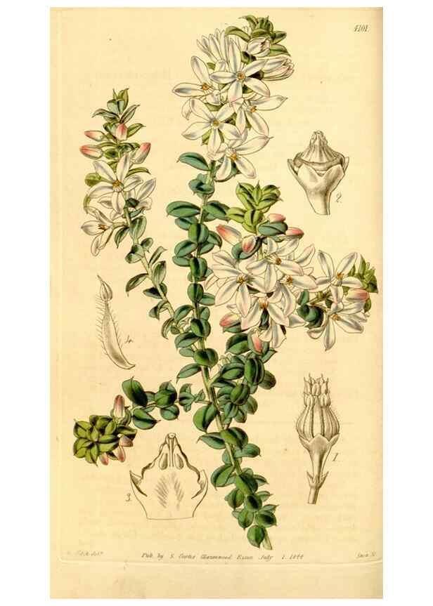 Reproducción/Reproduction 35210560536: Curtis's botanical magazine.. London ; New York [etc.] :Academic Press [etc.]