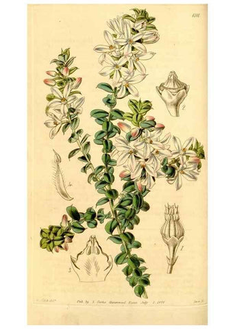 Reproducción/Reproduction 35210560536: Curtis's botanical magazine.. London ; New York [etc.] :Academic Press [etc.]