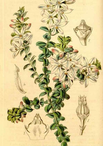 Reproducción/Reproduction 35210560536: Curtis's botanical magazine.. London ; New York [etc.] :Academic Press [etc.]