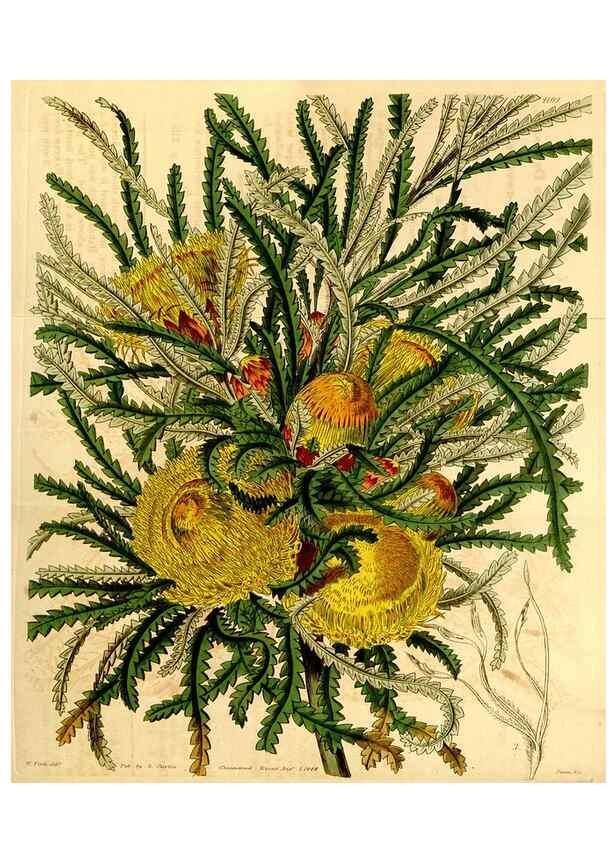 Reproducción/Reproduction 35210564146: Curtis's botanical magazine.. London ; New York [etc.] :Academic Press [etc.]