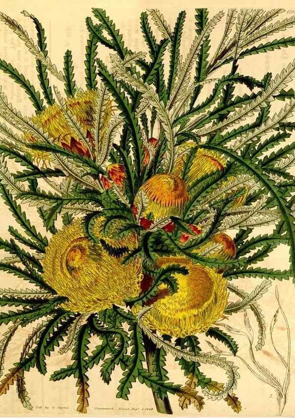 Reproducción/Reproduction 35210564146: Curtis's botanical magazine.. London ; New York [etc.] :Academic Press [etc.]