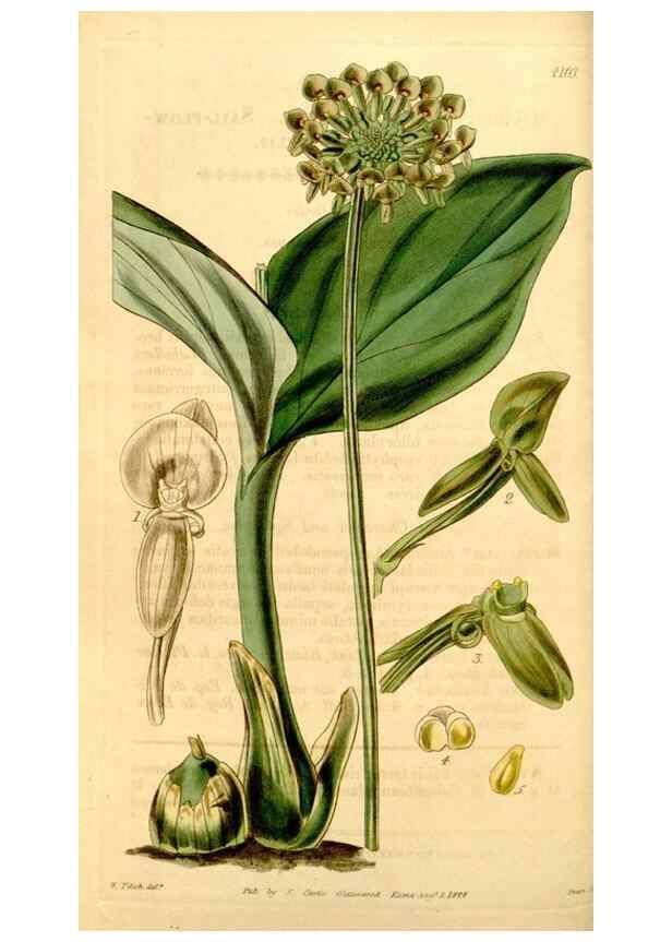 Reproducción/Reproduction 35250343945: Curtis's botanical magazine.. London ; New York [etc.] :Academic Press [etc.]