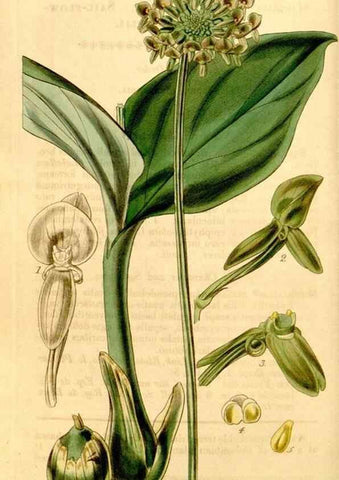Reproducción/Reproduction 35250343945: Curtis's botanical magazine.. London ; New York [etc.] :Academic Press [etc.]