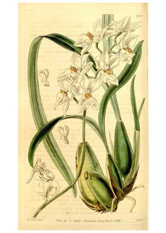 Reproducción/Reproduction 35250346275: Curtis's botanical magazine.. London ; New York [etc.] :Academic Press [etc.]