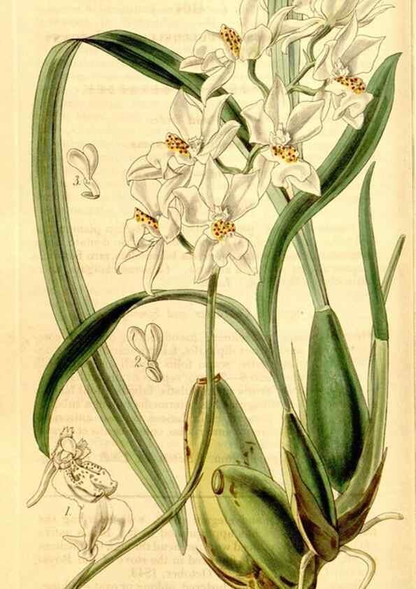 Reproducción/Reproduction 35250346275: Curtis's botanical magazine.. London ; New York [etc.] :Academic Press [etc.]