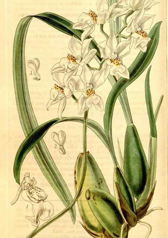 Reproducción/Reproduction 35250346275: Curtis's botanical magazine.. London ; New York [etc.] :Academic Press [etc.]