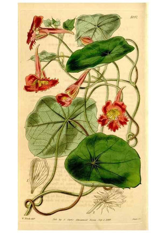 Reproducción/Reproduction 34441443753: Curtis's botanical magazine.. London ; New York [etc.] :Academic Press [etc.]