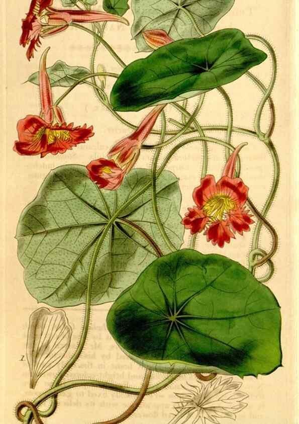 Reproducción/Reproduction 34441443753: Curtis's botanical magazine.. London ; New York [etc.] :Academic Press [etc.]