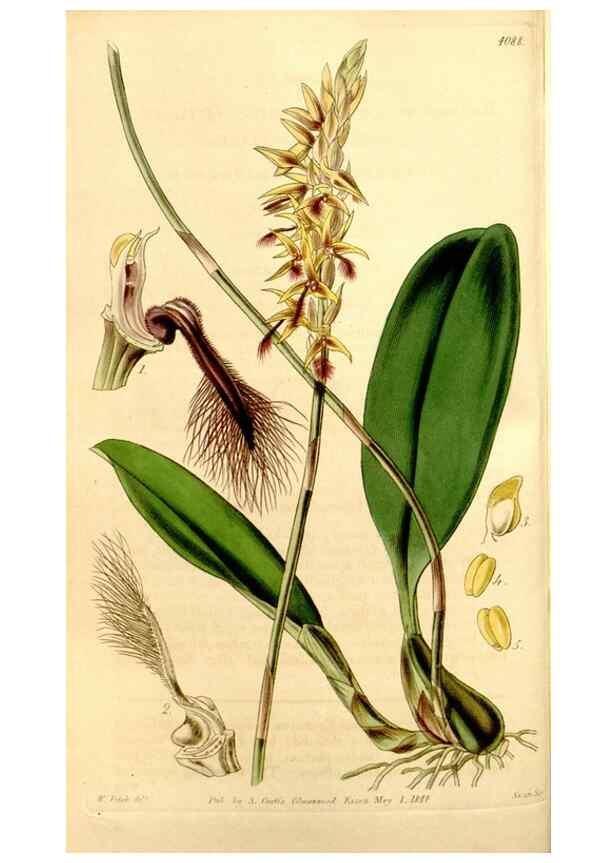 Reproducción/Reproduction 34406433374: Curtis's botanical magazine.. London ; New York [etc.] :Academic Press [etc.]